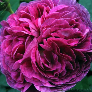 Belle de Crécy - róża - www.karolinarose.pl